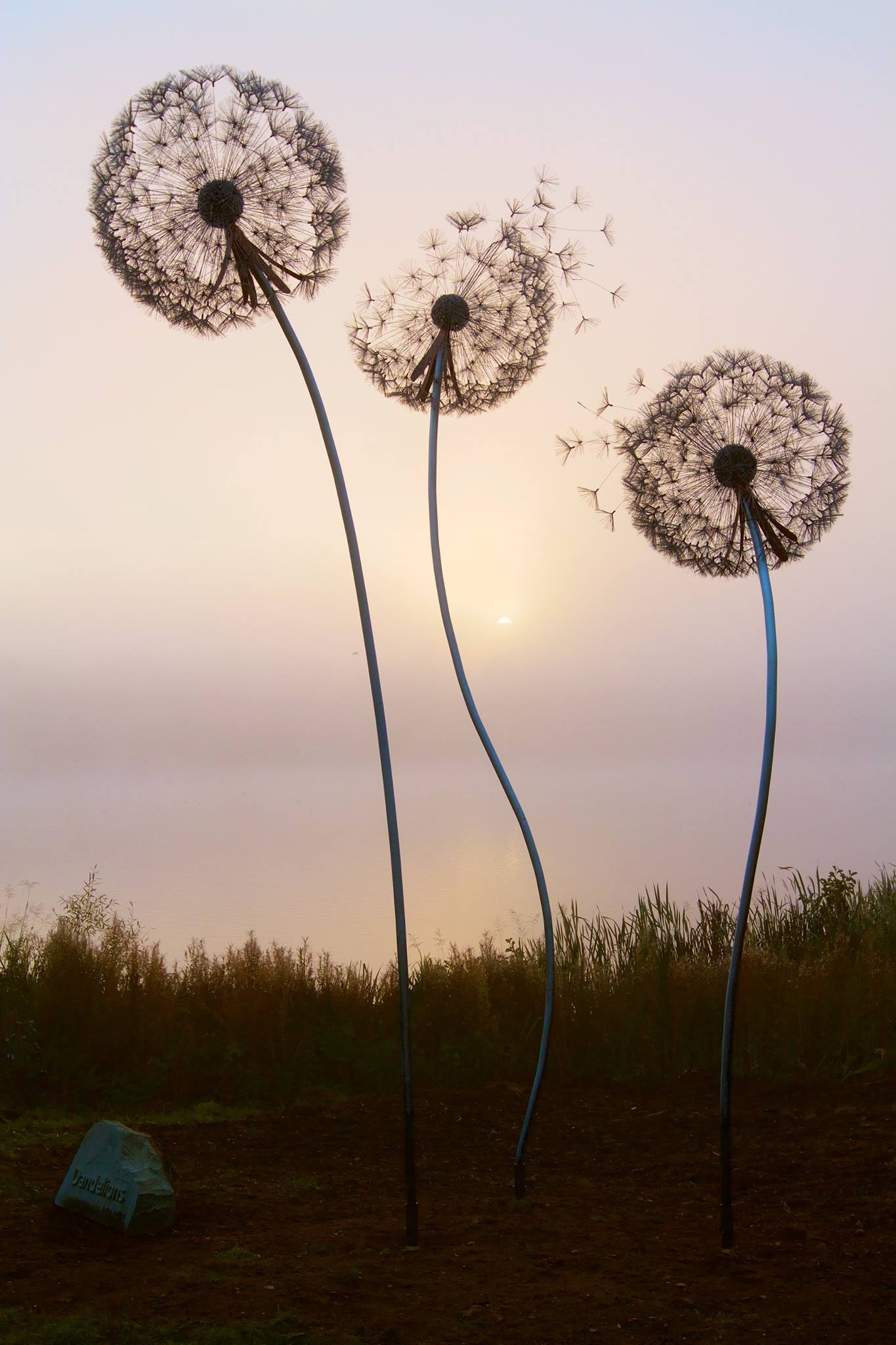 12 GIANT, 5 meter tall dandelions at The Trentham Estate (UK)